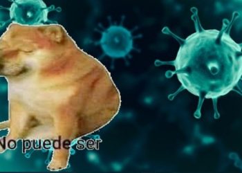 Advierten de misterioso virus que se propaga en perros tras paseo a playas de Inglaterra