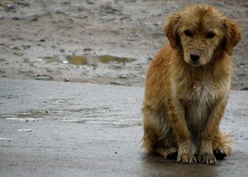 Advierten multas y cárcel por dejar mascotas a la intemperie