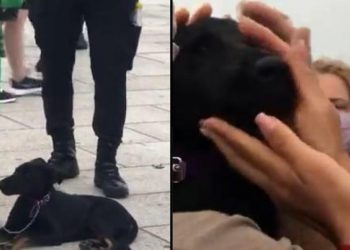 VIDEO | Hombre golpea a su perro en público y paseantes juntan dinero para comprárselo