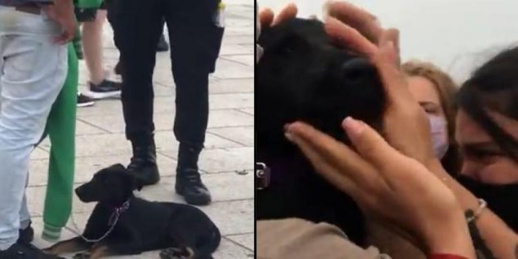 VIDEO | Hombre golpea a su perro en público y paseantes juntan dinero para comprárselo