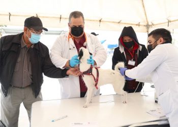 Preparan campaña gratuita de esterilización de mascotas