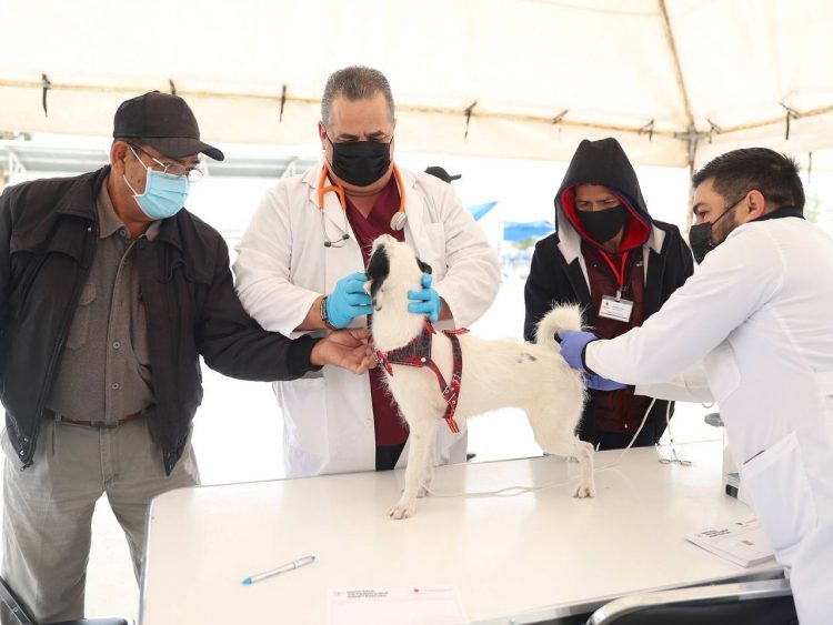 Preparan campaña gratuita de esterilización de mascotas