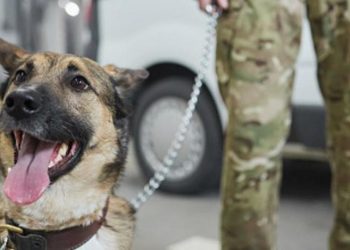 ¿Buscas mascota? Adopta un perrito jubilado del Ejército; conoce los detalles