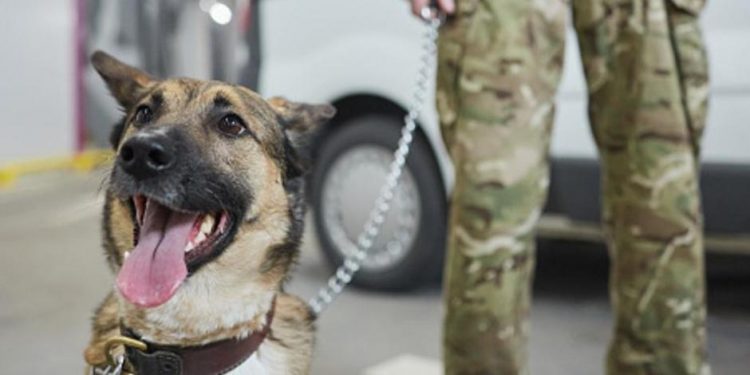 ¿Buscas mascota? Adopta un perrito jubilado del Ejército; conoce los detalles