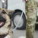 ¿Buscas mascota? Adopta un perrito jubilado del Ejército; conoce los detalles