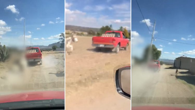 Un ‘influencer’ mexicano divulga un video que muestra el maltrato de un burro arrastrado por un camioneta