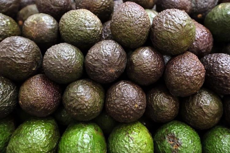 Sufren productores de aguacates pérdida de 50 mdd