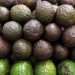 Sufren productores de aguacates pérdida de 50 mdd
