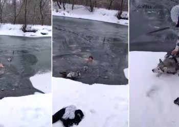 VIDEO | Una mujer rusa salta a un río congelado para salvar la vida de un perro