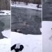 VIDEO | Una mujer rusa salta a un río congelado para salvar la vida de un perro