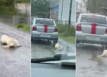 Hombre que arrastró a perro con su auto es llevado a los tribunales en Tabasco