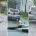 Hombre que arrastró a perro con su auto es llevado a los tribunales en Tabasco
