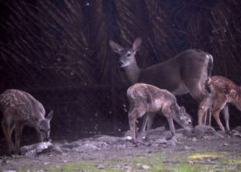 Ómicron es detectado en ciervos de EU: preocupa aparición de nuevas variantes