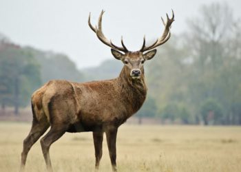 Finaliza temporada de caza con incrementos de cazadores y especies