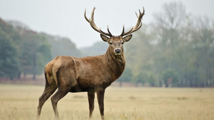 Finaliza temporada de caza con incrementos de cazadores y especies