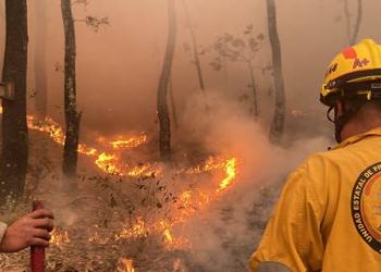 Destruyen llamas 300 hectáreas en la reserva de la biosfera El Cielo