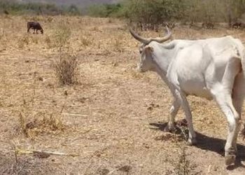 Alarma bajo nivel de las presas en la región