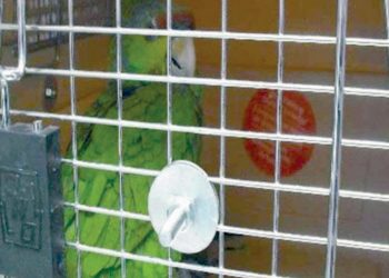 Caen hasta loros en decomisos de drogas