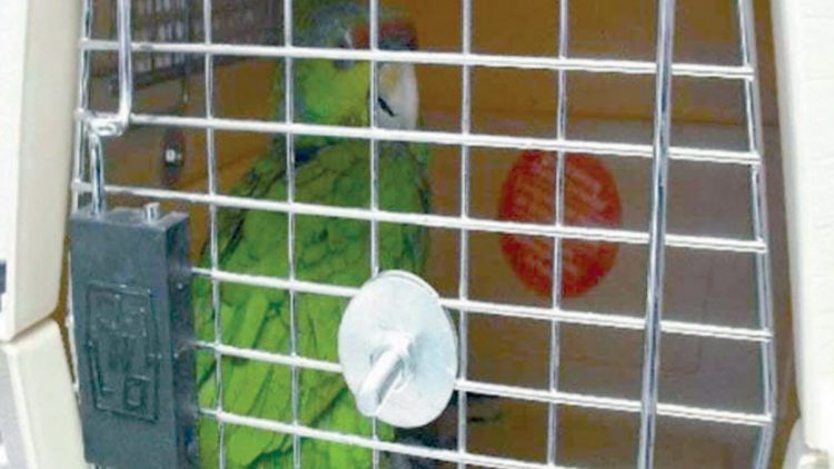 Caen hasta loros en decomisos de drogas