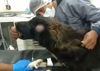 Perrito recibe puñalada por salvar a su dueña de feminicidio