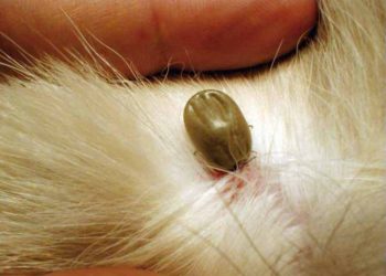 Alertan por llegada del calor y las garrapatas