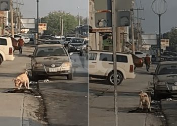 Perrito conmueve al tratar de «revivir» a su mejor amigo