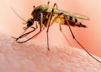 Detectan dos casos de malaria