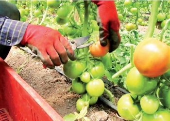 México, en la mira de Estados Unidos por TMEC