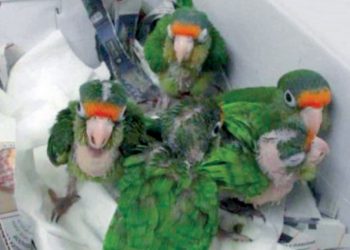 Descubren cinco loros vivos en caja de zapatos