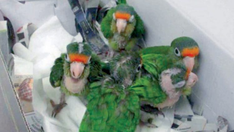 Descubren cinco loros vivos en caja de zapatos