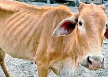 Sobrevive campo a la sequía, sacando ‘fuerzas de la flaqueza’