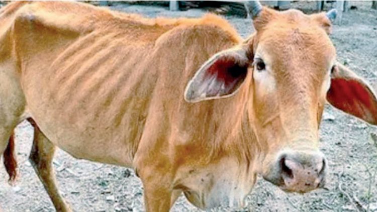 Sobrevive campo a la sequía, sacando ‘fuerzas de la flaqueza’