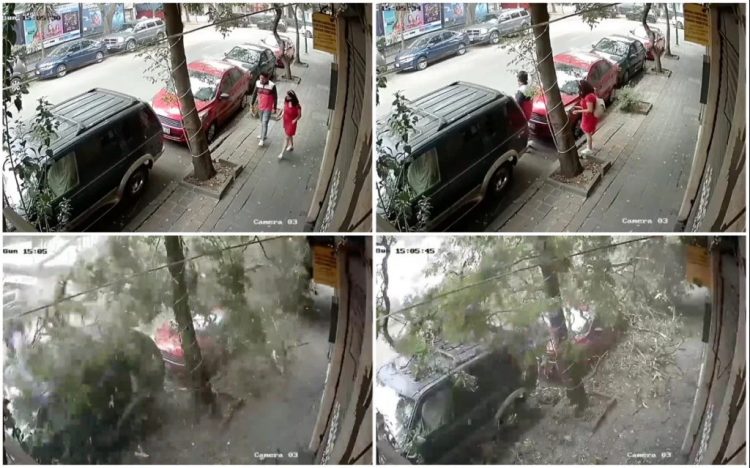 Pareja se salva de ser aplastada por enorme árbol en CDMX | VIDEO