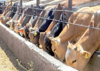 Consume mercado nacional el bovino que se dejó de exportar