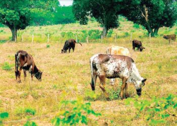 Deja tormenta 6 pulgadas de lluvia