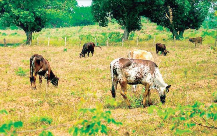 Deja tormenta 6 pulgadas de lluvia
