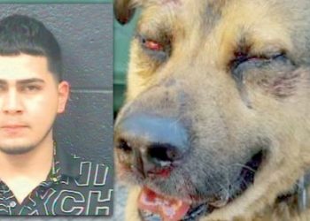 Apaleó a un perro hasta el cansancio