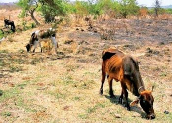 Sobreviven los ranchos con el agua que extraen con ‘papalotes’