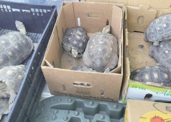 Hallan más de 20 tortugas en un domicilio de Laredo