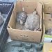 Hallan más de 20 tortugas en un domicilio de Laredo