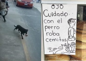 «Cuidado con el perro»; lomito se hace viral… ¡por robar cemitas!
