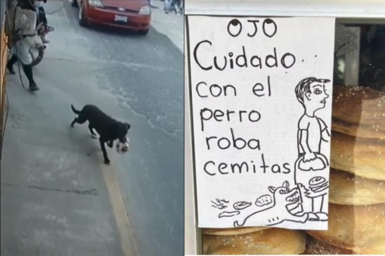 «Cuidado con el perro»; lomito se hace viral… ¡por robar cemitas!