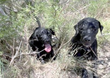 Encuentran a dos perros encadenados y abandonados