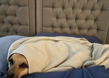 «Me discriminan por gorda»; aerolínea no dejó abordar a una perrita de asistencia