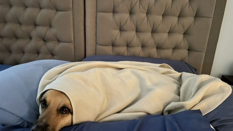 «Me discriminan por gorda»; aerolínea no dejó abordar a una perrita de asistencia