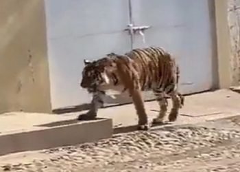 Tigre de bengala pasea por calles de Tecuala, Nayarit; “no te va a hacer nada”, dicen vecinos