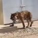 Tigre de bengala pasea por calles de Tecuala, Nayarit; “no te va a hacer nada”, dicen vecinos