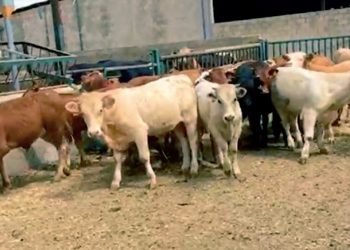 Ganaderos buscan alternativas para salir adelante de la sequía