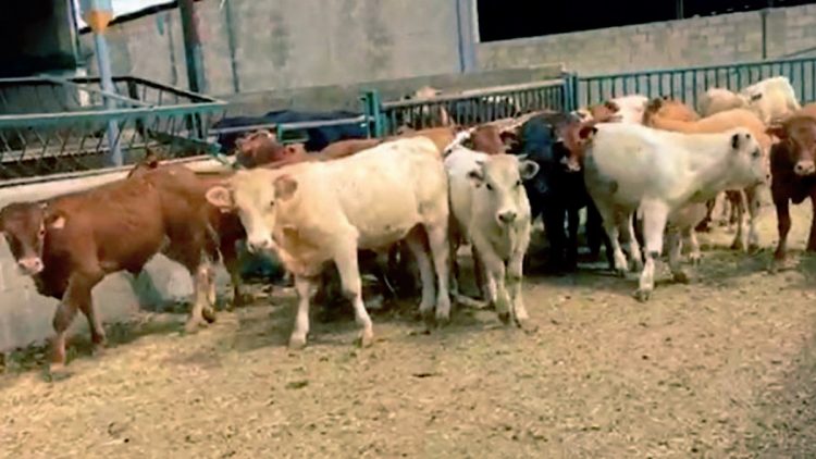 Ganaderos buscan alternativas para salir adelante de la sequía