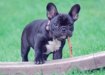Son mascotas con cara chata las que más sufren por el calor